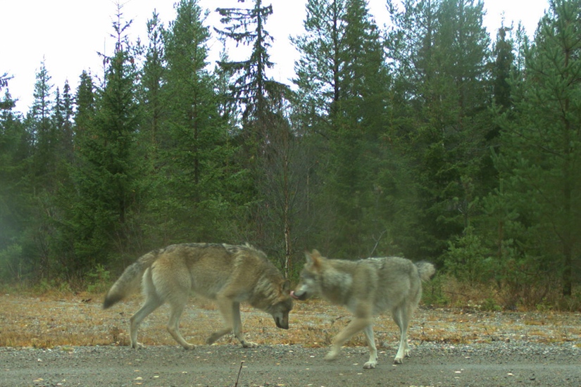 I underkant av 500 ulver i Norge og Sverige